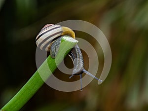 Big snail in shell crawling on road. Helix pomatia also Roman snail, Burgundy snail, edible snail or escargot. Close-up of a snail