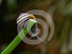 Big snail in shell crawling on road. Helix pomatia also Roman snail, Burgundy snail, edible snail or escargot. Close-up of a snail