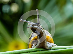 Big snail in shell crawling on road. Helix pomatia also Roman snail, Burgundy snail, edible snail or escargot. Close-up of a snail
