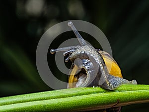 Big snail in shell crawling on road. Helix pomatia also Roman snail, Burgundy snail, edible snail or escargot. Close-up of a snail