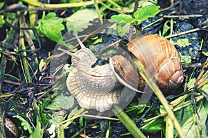 Big snail in shell crawling on road, summer day in garden. Big snail on the ground. Helix pomatia, common names the