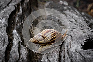 Big snail in shell crawling on Timber