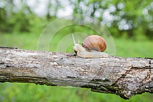 Big snail in shell crawling on the tree