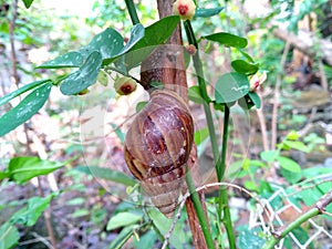 Big snail in shell crawling on a tree