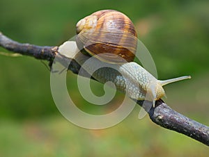 Big snail in shell Helix pomatia also Roman snail, Burgundy snail crawling on a tree branch, summer sunny day in garden