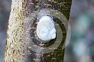 Big snail sitting on a tree trunk