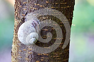 Big snail sitting on a tree trunk