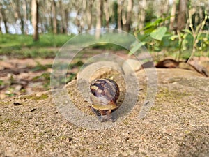 A big snail is slowly creeping in the forest after the rain. Focus on the selected point