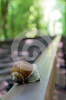 Big snail on the track. Railway between the trees that create a tunnel of green leaves.