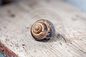 Big snail on the tree. Burgudian, grape or Roman edible snail from the Helicidae family