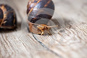 Big snail on the tree. Burgudian, grape or Roman edible snail from the Helicidae family