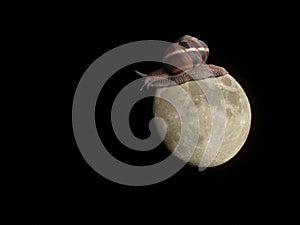 Big snail walking on the moon