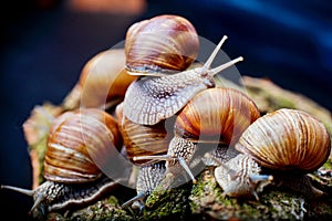 Big snails crawling one on one