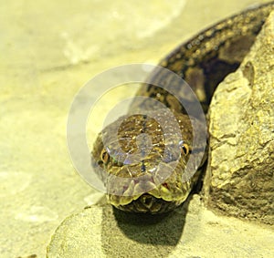 Big snake boa looking at the camera