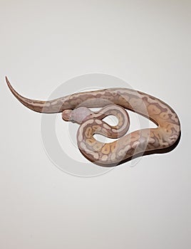 Big snake python people