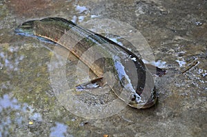 Big snakehead fish on wet floor