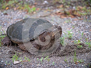 A Big Snapping Turtle Hanging by the Road.