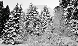 A big snowfall whitens the trees in the forest