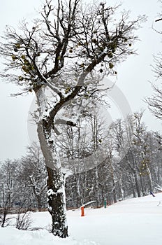 A big snowy tree with parasites on the snow with background of dry trees on a cold cloudy spring day at Cerro Bayo Bayo Hill, photo
