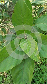 Big and soft green leaves