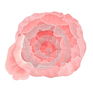 The big soft pinkl peony flower