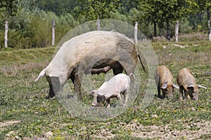 Big sow with three pigs in a meadow