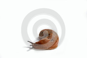 Big Spanish Slug Arion vulgaris. Isolated on white background