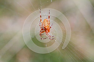 Big spider climbing down web in forest.