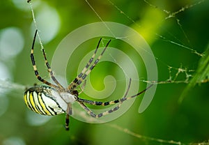 Common black and yellow fat corn or garden spider Argiope aurantia on his web waiting for his prey close up selective focus