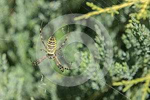 Big spider. Common black and yellow fat corn or garden spider Argiope aurantia on his web waiting for his prey close up selective