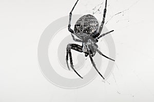 Big spider creating a spiderweb on isolated white background