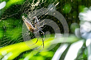 Big Spider Eating Bug on itâ€™s Web. Scary Natural Predator in W