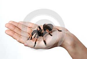 Big spider on hand