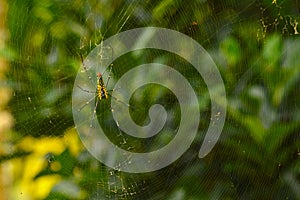 Big spider on its web