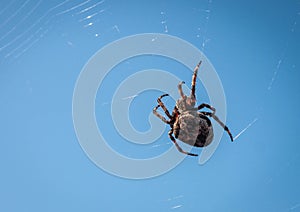 Big spider on its web against blue sky