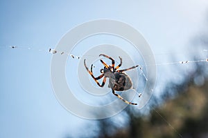 Big spider on its web against blue sky