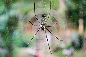 A big spider making a nest