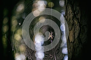 Big spider in the middle of a spider web in the forest
