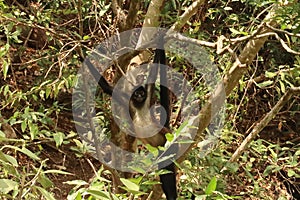 Big spider monkey hanging from a tree in the Sumidero Canyon Canon del Sumidero, Chiapas, Mexico