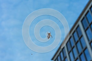 Big spider in net with prey close up at evening night building in the background blue hour macro