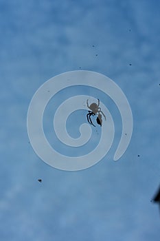 Big spider in net with prey close up at evening night building in the background blue hour macro