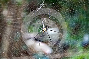 Big spider in the net
