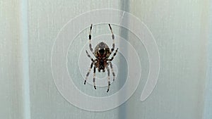 A big spider sitting on a cobweb, moving and running away, arachnophobia concept