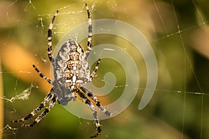 Big spider and spiderweb