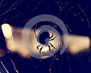 A big spider on a spiderweb in the light of the setting sun.