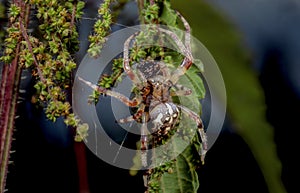 Big spider in summer days