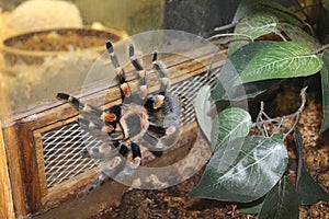 Big spider tarantula albopilosum in all its glory