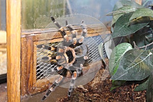 Big spider tarantula albopilosum in all its glory