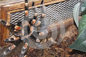 Big spider tarantula albopilosum in all its glory