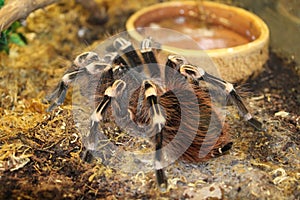 Big spider tarantula brachypelma